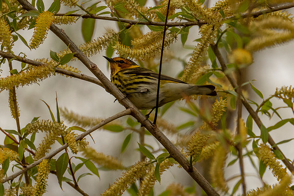 Cape May Warbler