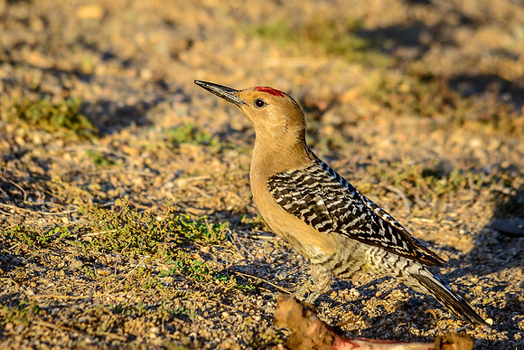 Gila Woodpecker