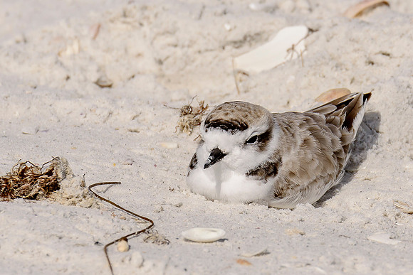 Snowy Plover