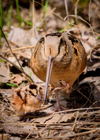 Magee Marsh/Point Peelee Highlights 2013