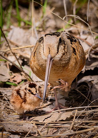 American Woodcock
