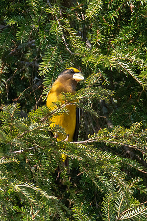 Evening Grosbeak