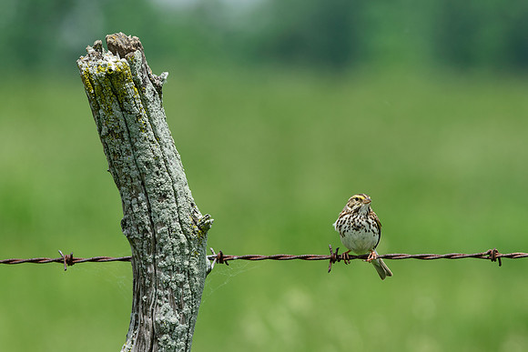Savannah Sparrow