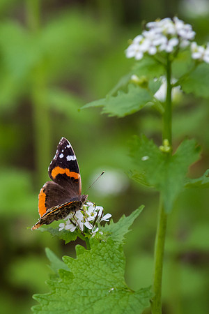 Red Admiral