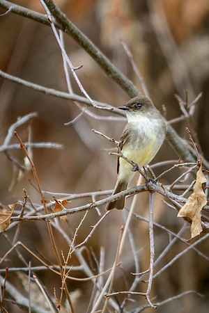 Eastern Pheobe