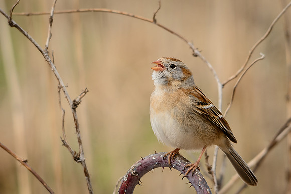 Field Sparrow