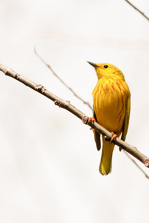 High Key Yellow Warbler; Lawrence Woods, Kenton OH