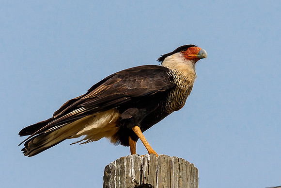 Crested Caracara