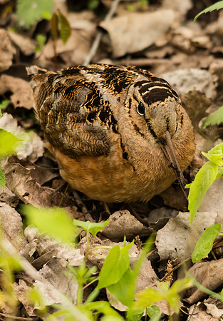 American Woodcock
