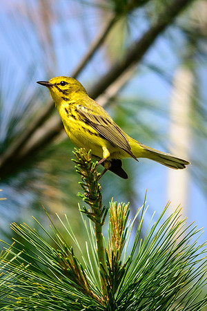 Prairie Warbler
