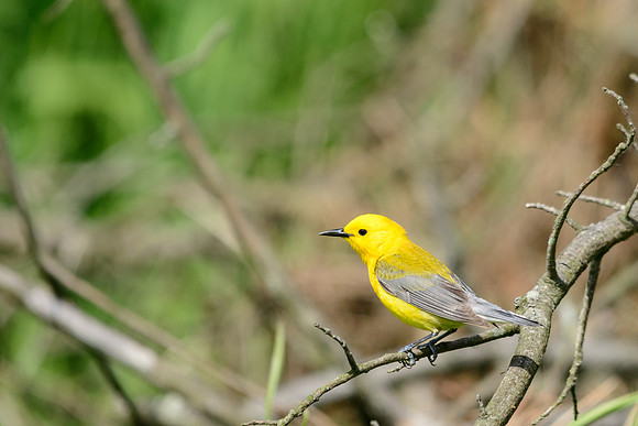 Prothonotary Warbler