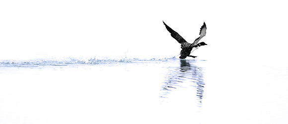 Common Loon; Killdeer Plains WA, Harpster OH