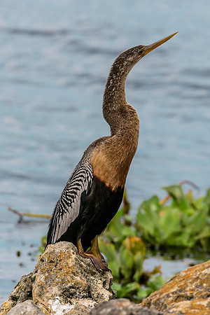 Anhinga