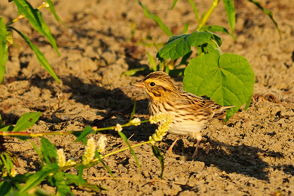 Savannah Sparrow