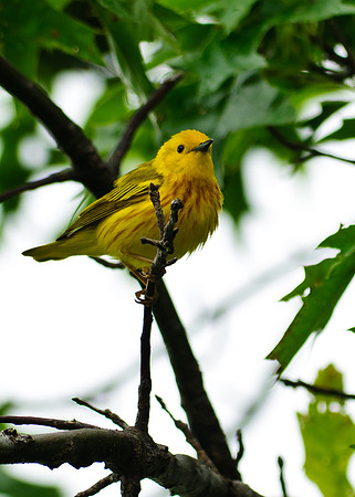 Male Yellow Warbler; Magee Marsh, Lake Erie Ohio