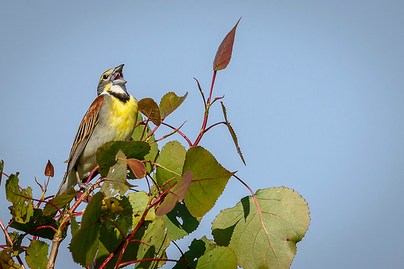 Dickcissel
