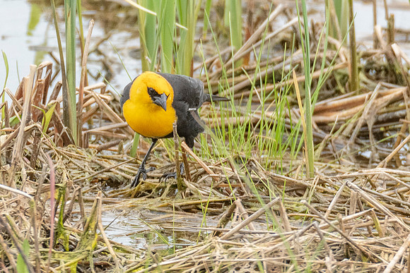 Yellow-headed Blackbird