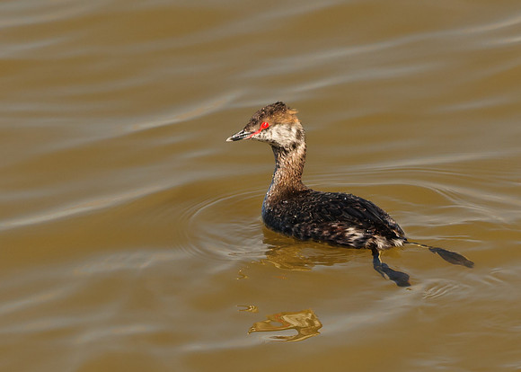 Horned Grebe, Hoover Resivoir, Westerville Ohio