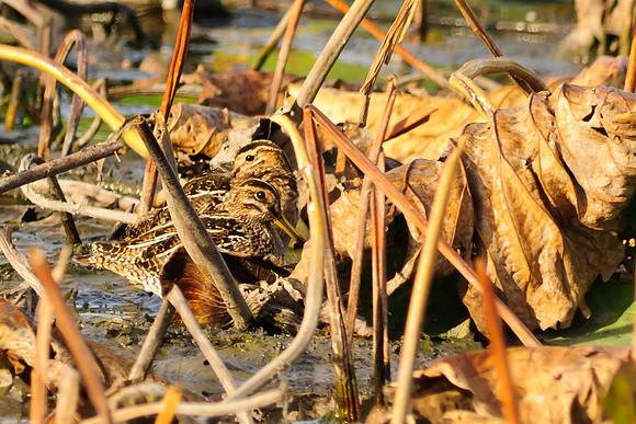 Wilson's Snipe, Killdeer Plains Wildlife Area, Meeker, Ohio