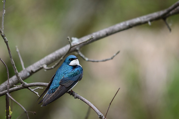 Tree Swallow; Male