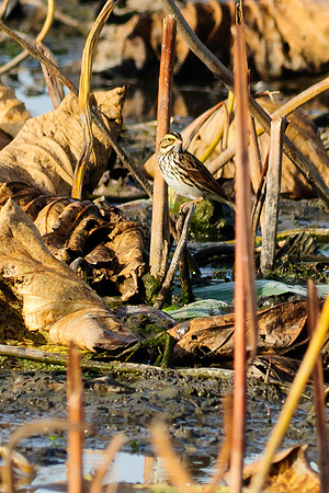 Savannah Sparrow