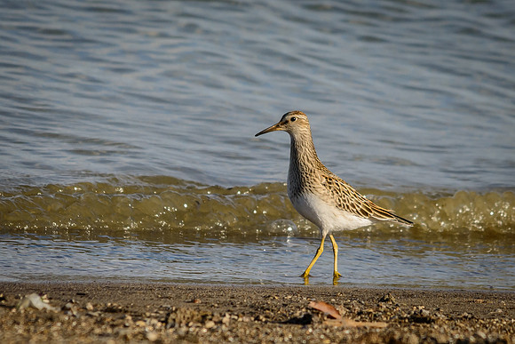 Pectoral Sandpiper