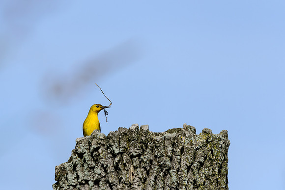 Prothonotary Warbler