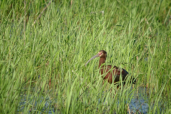 White-faced Ibis