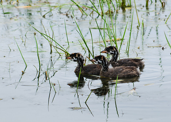 Pied Billed Grebe, Big Island Wildlife Area, Marion Ohio