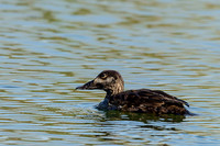 White-winged Scoter