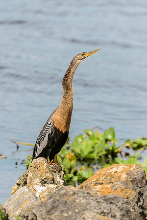 Anhinga