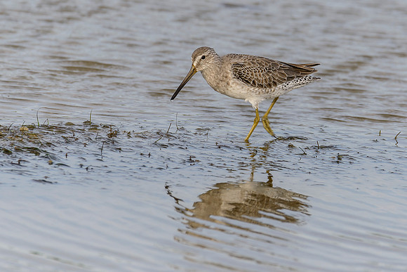 Short-billed Dowitcher