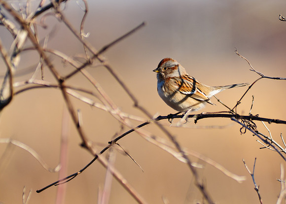 American Tree Sparrow