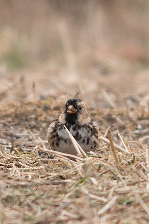 Harris's Sparrow