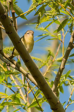 Warbling Vireo