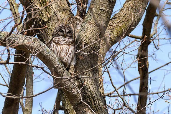 Barred Owl