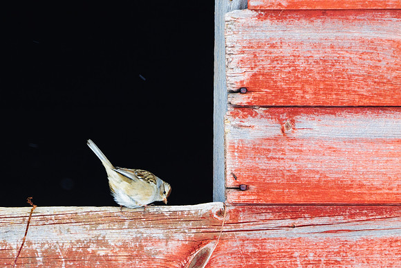 American Tree Sparrow