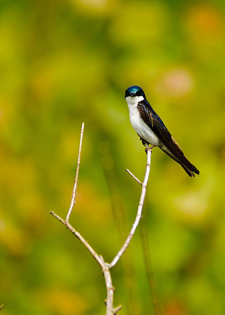 Tree Swallow; Male