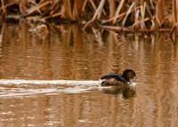 Pied-billed Grebe