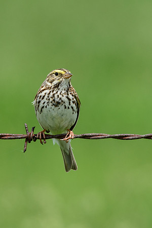 Savannah Sparrow