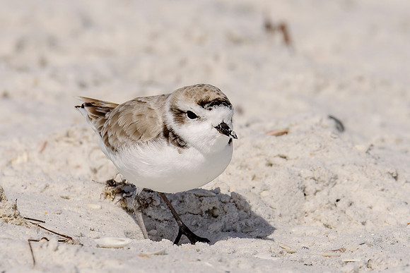 Snowy Plover
