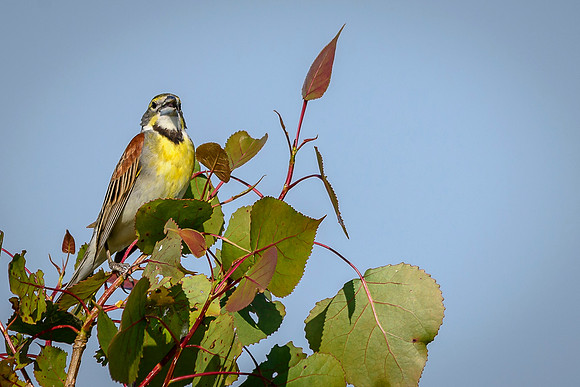 Dickcissel