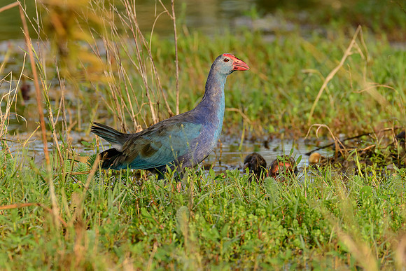Grey-headed Swamphen