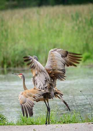 Sandhill Crane Pair