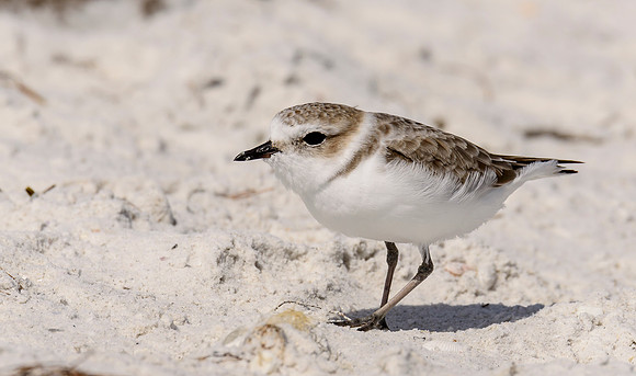 Snowy Plover