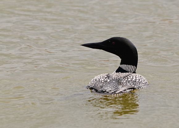 Common Loon; Grand Lake St Marys Celina boat dock