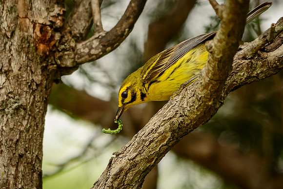 Prairie Warbler