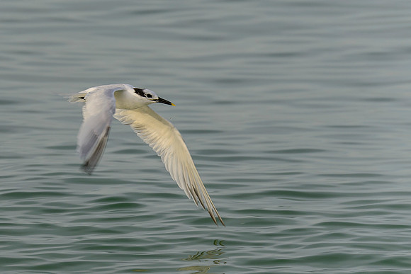 Sandwich Tern
