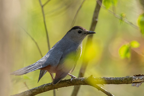 Grey Catbird