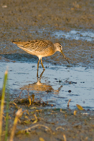 Short-billed Dowitcher